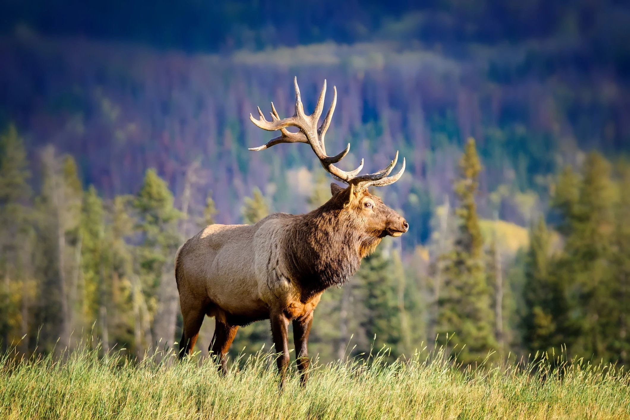 Wildlife photography in Canadian wilderness