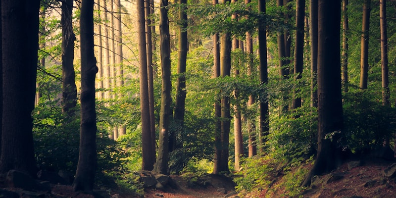 Pristine wilderness landscape showing Leave No Trace principles